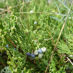 Juniperus horizontalis Creeping Juniper seed for sale 