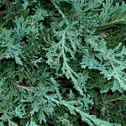 Juniperus horizontalis Creeping Juniper seed for sale 