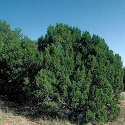 Juniperus monosperma Oneseed Juniper, Cherrystone Juniper, Single-seed Juniper seed for sale 