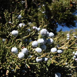 Juniperus occidentalis  occidentalis Western Juniper seed for sale 