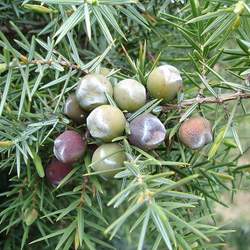 Juniperus oxycedrus Cade Juniper, Western Prickly Juniper seed for sale 