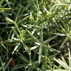 Juniperus oxycedrus Cade Juniper, Western Prickly Juniper seed for sale 