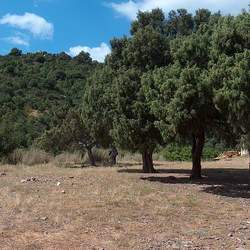 Juniperus oxycedrus Cade Juniper, Western Prickly Juniper seed for sale 