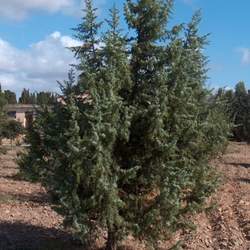 Juniperus oxycedrus Cade Juniper, Western Prickly Juniper seed for sale 