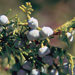 Juniperus scopulorum Rocky Mountain Juniper, Rocky Mt. Juniper seed for sale 