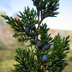 Juniperus virginiana  silicicola Southern Red Cedar seed for sale 