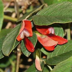 Kennedia rubicunda Dusky Coral Pea seed for sale 