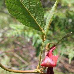 Kennedia rubicunda Dusky Coral Pea seed for sale 