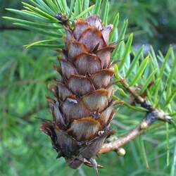 Keteleeria davidiana David's Keteleeria seed for sale 