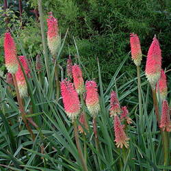 Kniphofia uvaria Redhot Poker, Torch Lily seed for sale 