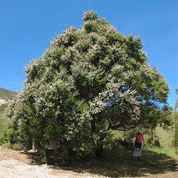 Kunzea ericoides Burgan, Kanuka, White Tea-tree seed for sale 