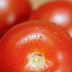 Lycopersicon lycopersicum   Rutgers Rutgers Tomato seed for sale 