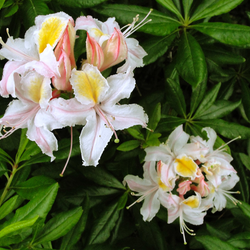 Rhododendron occidentale Western Azalea seed for sale 