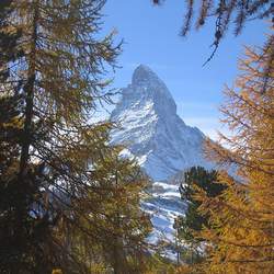 Larix decidua European Larch seed for sale 