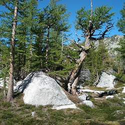 Larix lyallii Subalpine Larch seed for sale 