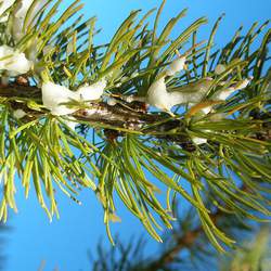 Larix lyallii Subalpine Larch seed for sale 