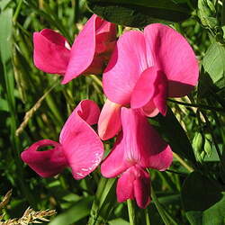 Lathyrus tuberosus Tuberous Sweetpea seed for sale 