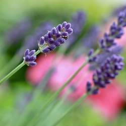 Lavandula angustifolia angustifolia English Lavender, Common Lavender, True Lavender seed for sale 