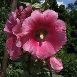 Lavatera thuringiaca Tree Mallow, Tree Lavatera, Gay Mallow seed for sale 