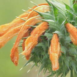 Leonotis nepetifolia Lion's Ear seed for sale 