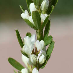 Lespedeza juncea  sericea Sericea Lespedeza, Chinese Bush Clover, Chinese Lespedeza, Silky Bush Clover, Sericea seed for sale 