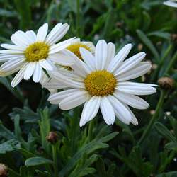 Leucanthemum maximum Max Chrysanthemum seed for sale 