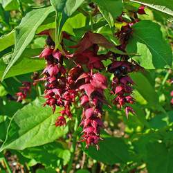 Leycesteria formosa Himalayan Honeysuckle, Flowering Nutmeg, Himalayan Nutmeg, Pheasant Berry seed for sale 