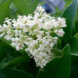 Ligustrum japonicum Japanese Privet, Wax-leaf Ligustrum seed for sale 