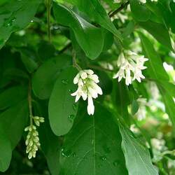 Ligustrum obtusifolium Border Privet, Regal Privet seed for sale 