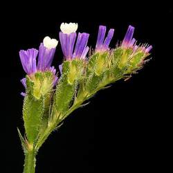 Limonium sinuatum Statice, Wavyleaf Sea Lavender seed for sale 