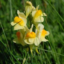 Linaria vulgaris Butter And Eggs, Common Toadflax, Yellow Toadflax seed for sale 