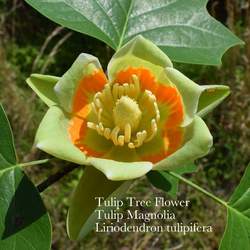 Liriodendron tulipifera     dewinged Whitewood, Tuliptree, Tulip Poplar, Yellow Poplar, American Tulip Tree, Tulip Magnolia seed for sale 