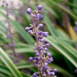 Liriope muscari Lilyturf, Big Blue Lilyturf seed for sale 