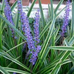 Liriope muscari Lilyturf, Big Blue Lilyturf seed for sale 