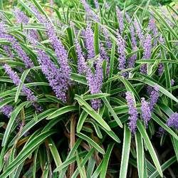 Liriope muscari Lilyturf, Big Blue Lilyturf seed for sale 