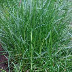 Lolium perenne   Tetra Sweet Perennial Ryegrass, Tetra Sweet Perennial Ryegrass seed for sale 