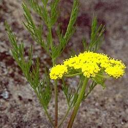 Lomatium dissectum Fernleaf Biscuitroot seed for sale 