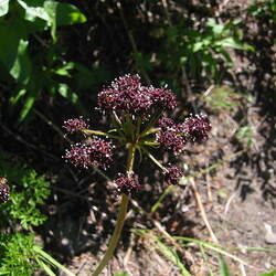 Lomatium dissectum Fernleaf Biscuitroot seed for sale 