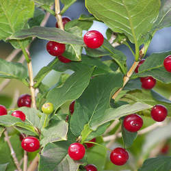 Lonicera alpigena Alpine Honeysuckle, Alps Honeysuckle seed for sale 