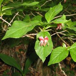 Lonicera alpigena Alpine Honeysuckle, Alps Honeysuckle seed for sale 