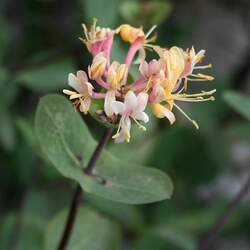 Lonicera etrusca Etruscan Honeysuckle seed for sale 