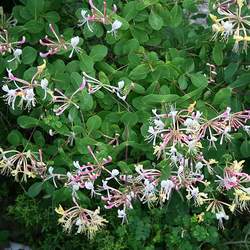 Lonicera etrusca Etruscan Honeysuckle seed for sale 