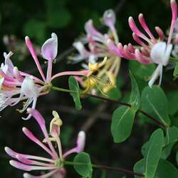 Lonicera etrusca Etruscan Honeysuckle seed for sale 