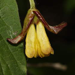 Lonicera involucrata Twinberry Honeysuckle, Twinberry seed for sale 