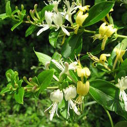 Lonicera japonica Japanese Honeysuckle, Gold-and-Silver Flower seed for sale 