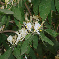 Lonicera maackii Amur Honeysuckle, Maackii Amur Honeysuckle seed for sale 