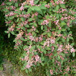 Lonicera tatarica Tatarian Honeysuckle seed for sale 