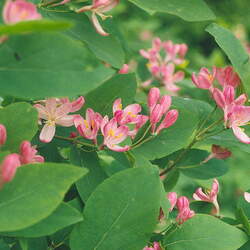 Lonicera tatarica Tatarian Honeysuckle seed for sale 