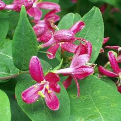 Lonicera tatarica Tatarian Honeysuckle seed for sale 