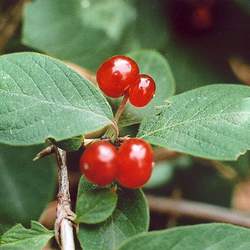 Lonicera xylosteum Dwarf Honeysuckle, Fly Honeysuckle seed for sale 